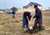 5 декабря состоялся субботник по высадке деревьев в п.Айкаван
