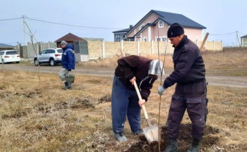 5 декабря состоялся субботник по высадке деревьев в п.Айкаван